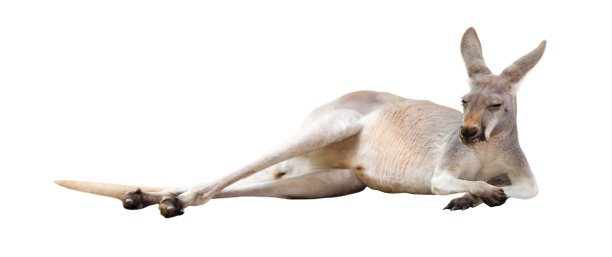 kangaroo