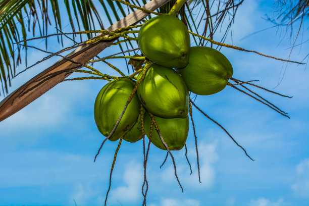 coconut