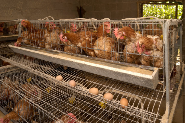 hen