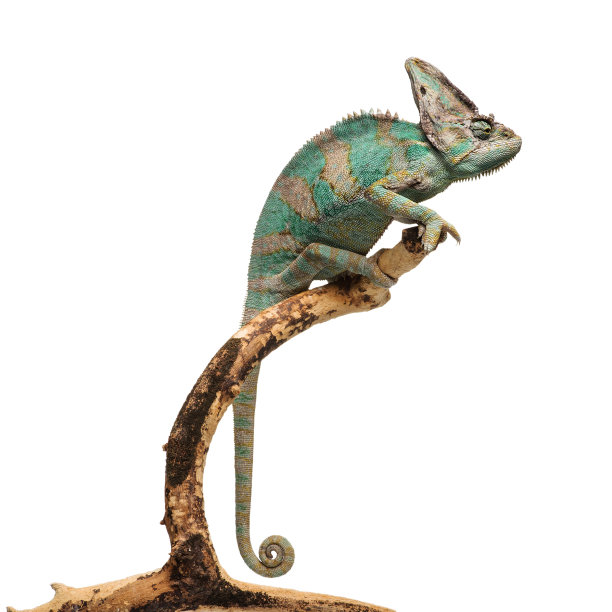 chamaeleon