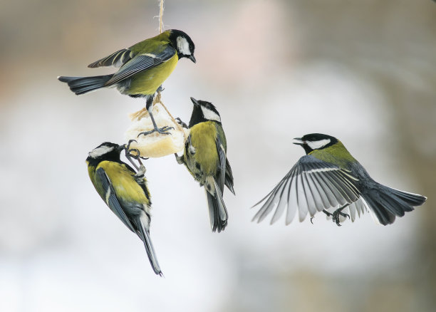 avian