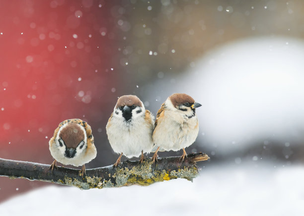 sparrow