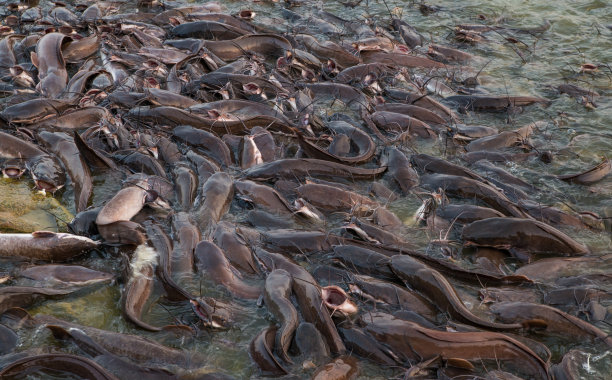 catfish