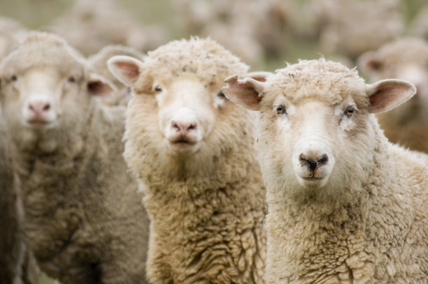 sheep