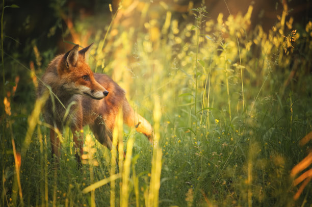 fox
