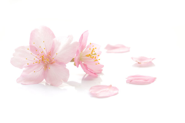 花瓣