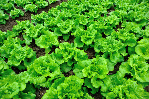 lactuca