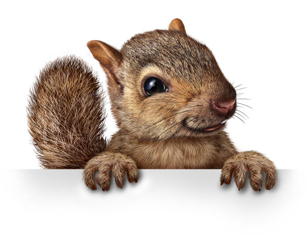 squirrel