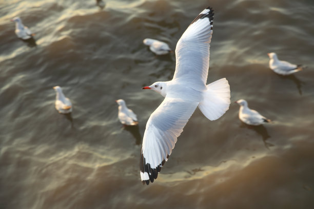 seagull