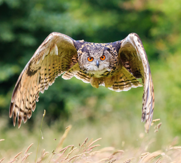 strix
