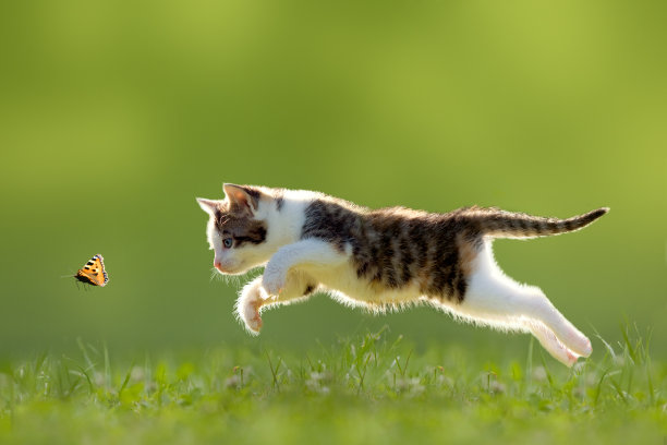 萌猫