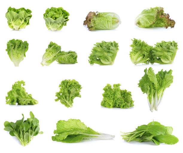 lactuca