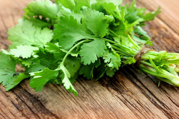 cilantro