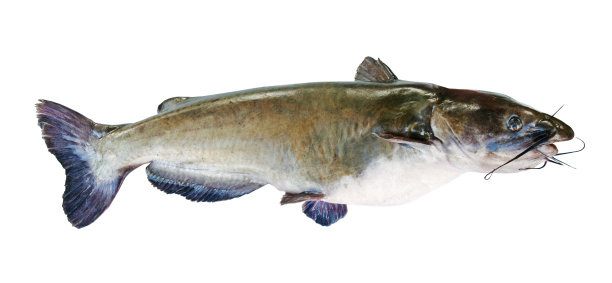 catfish