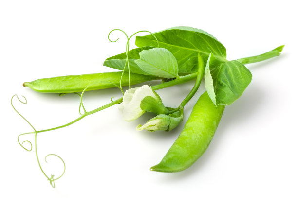 lathyrus