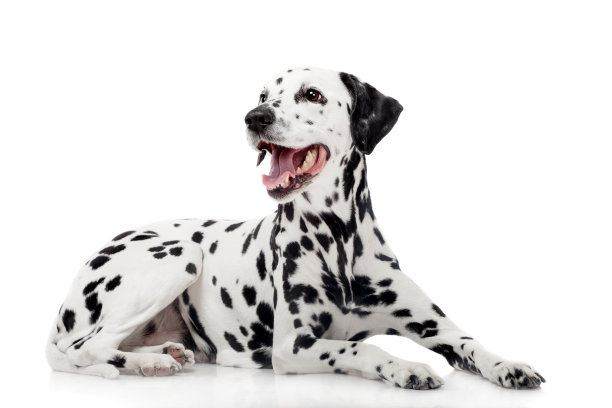 dalmatian