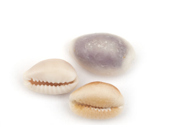 mollusk