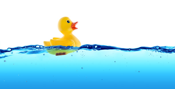 duck