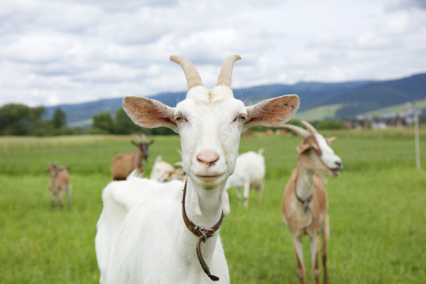 goat