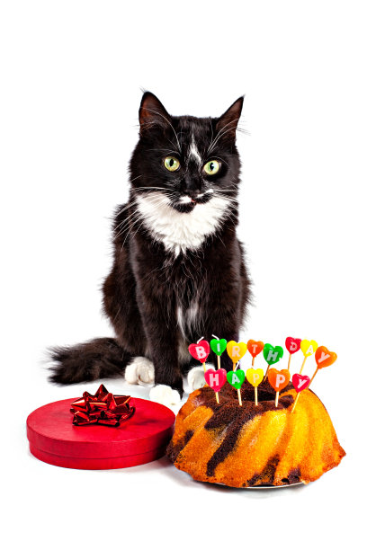 生日小猫派对可爱庆祝蛋糕形象