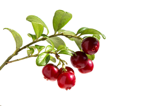 cranberry