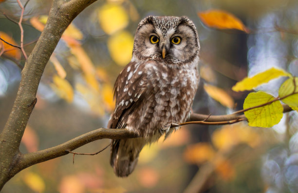 owl