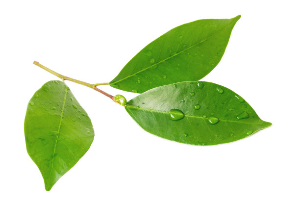 leaves