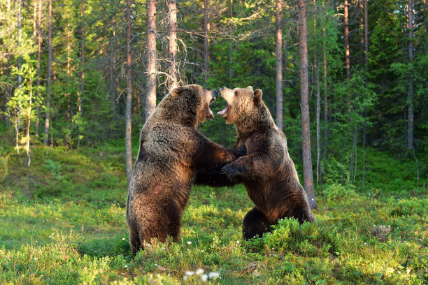 wildlife