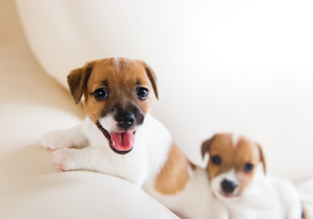 puppy