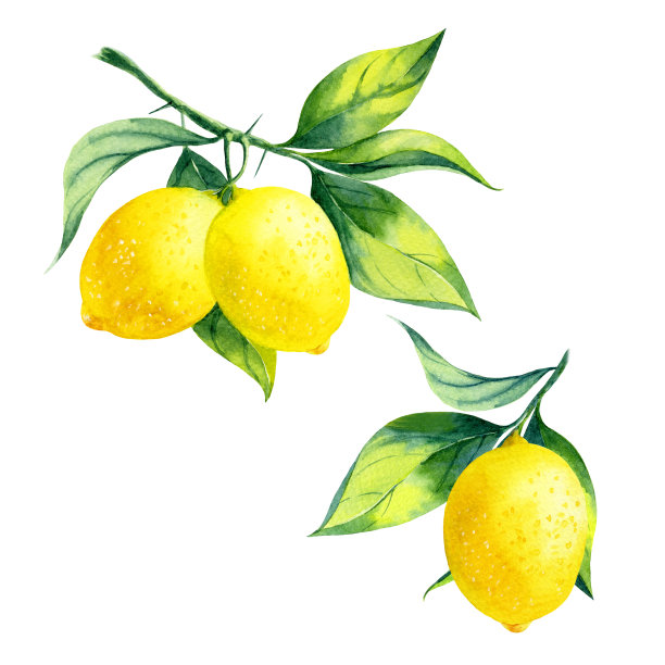 柠檬插画