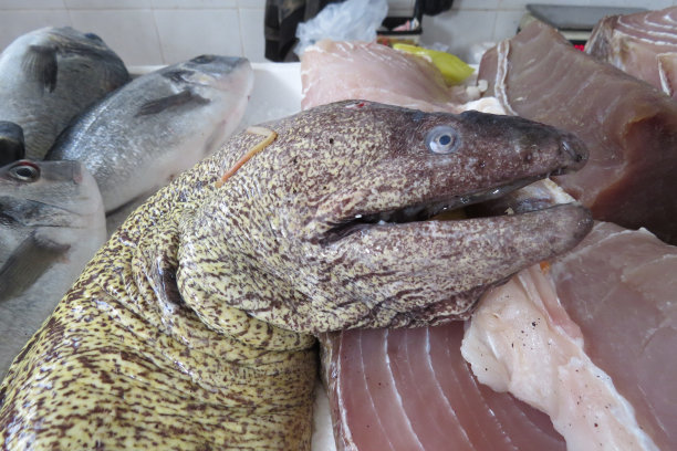 moray