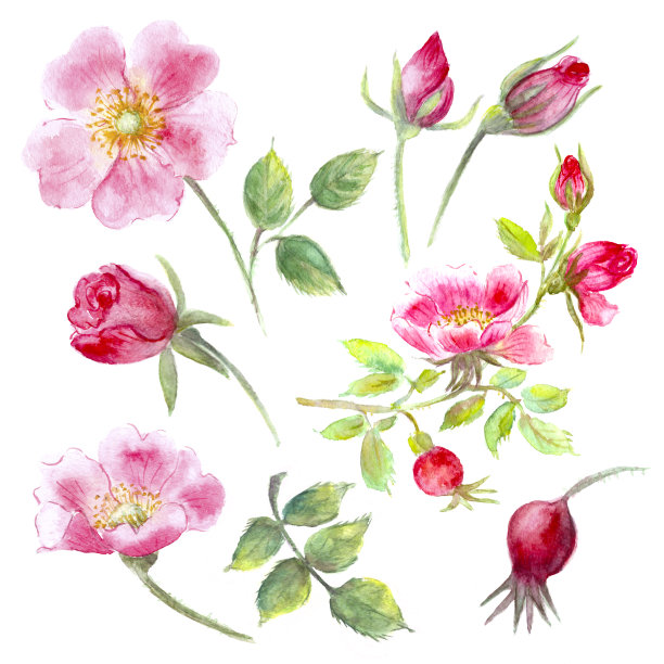 budding