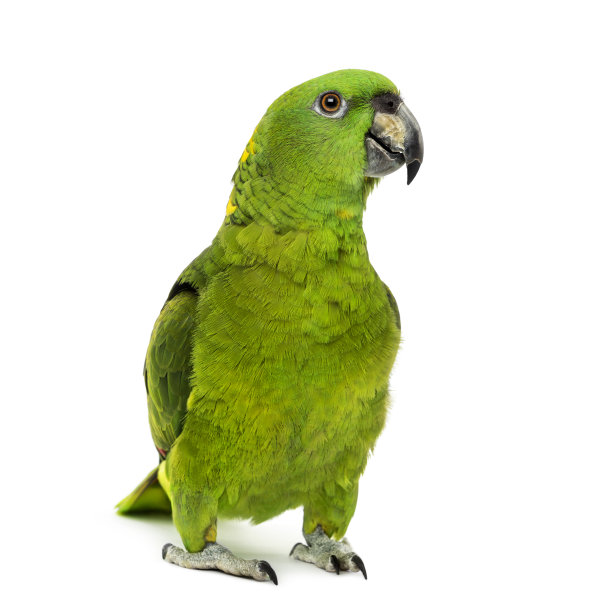 ara