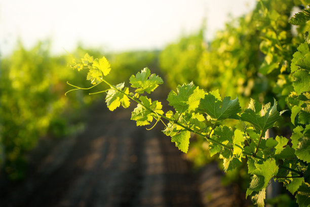 vitis