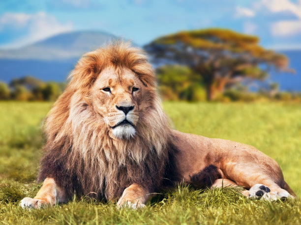 leo