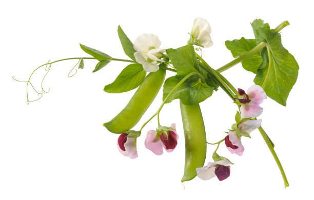 lathyrus