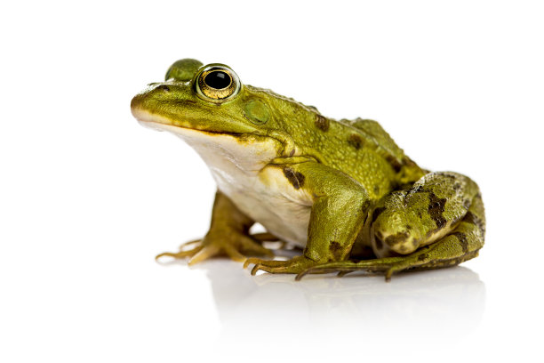 frog