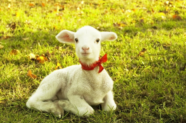 lamb
