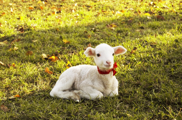 lamb
