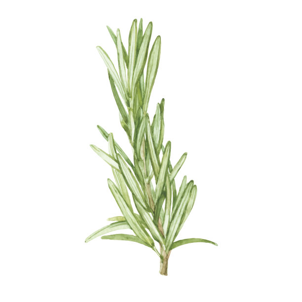 rosemary