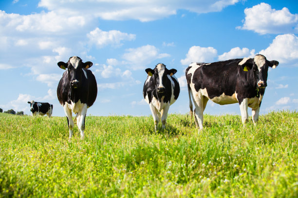 cow