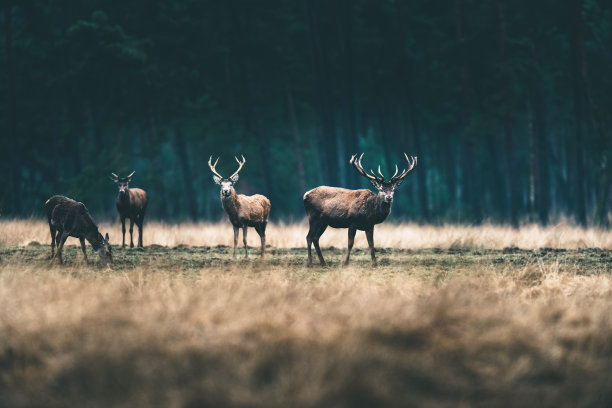 deer