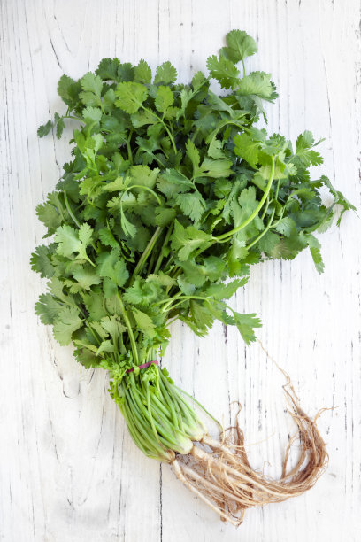 cilantro