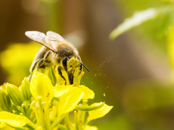pollination