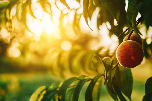 peach