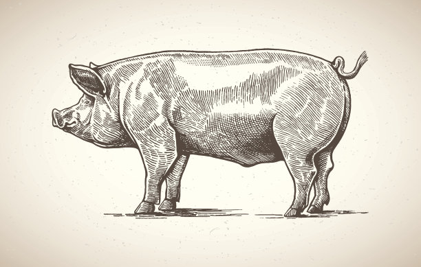 pig