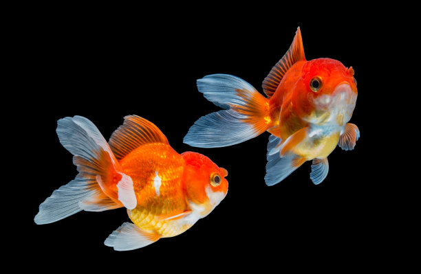carassius