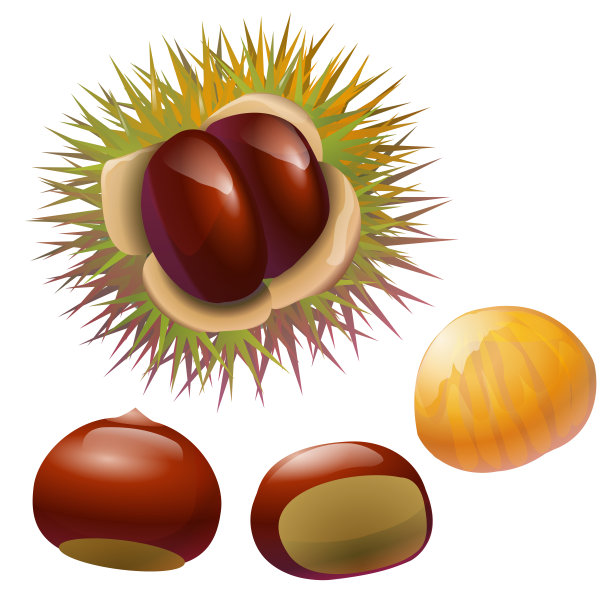 chestnut