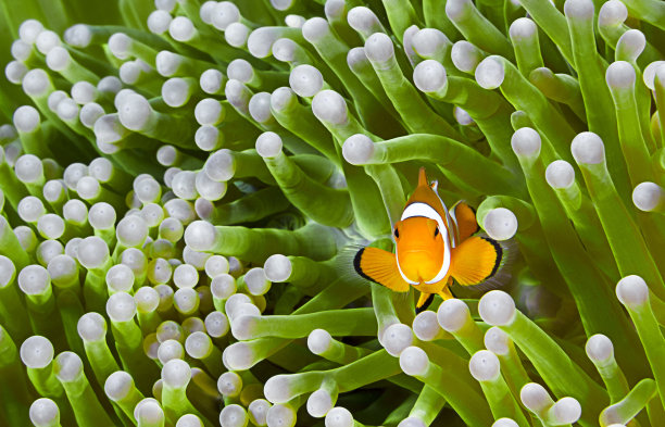 anemonefish