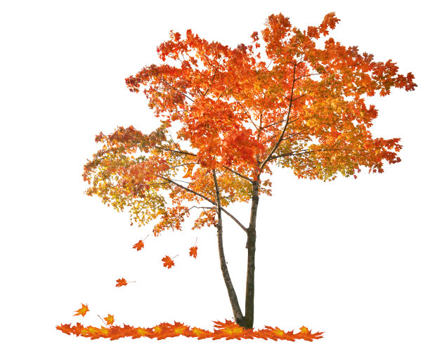 maple